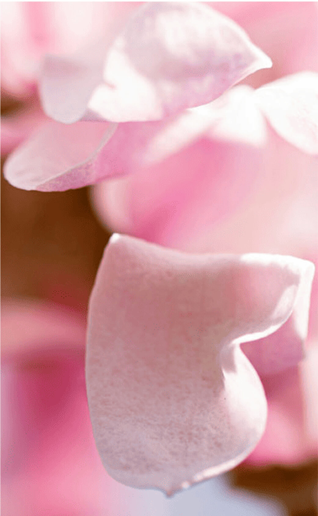 Fiorita